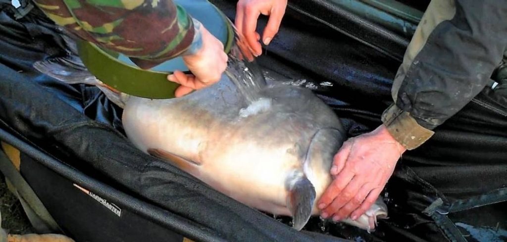 best carp fishing cradles