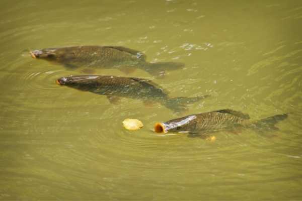 best carp rod for surface fishing carp rod for surface fishing