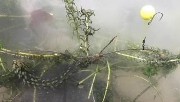 carp fishing rigs for beginners - Chod - Step 7 carp fishing rigs for beginners - Chod - Step 7