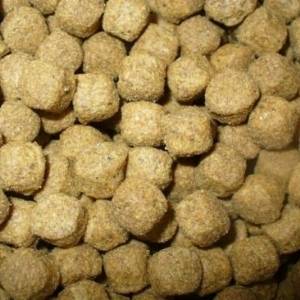 dog biscuit