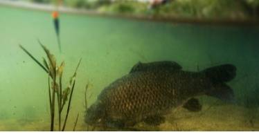 carp fishing with a float rig