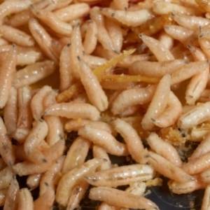 maggots