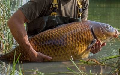 Nash Church Lake UK best 50lb carp lakes