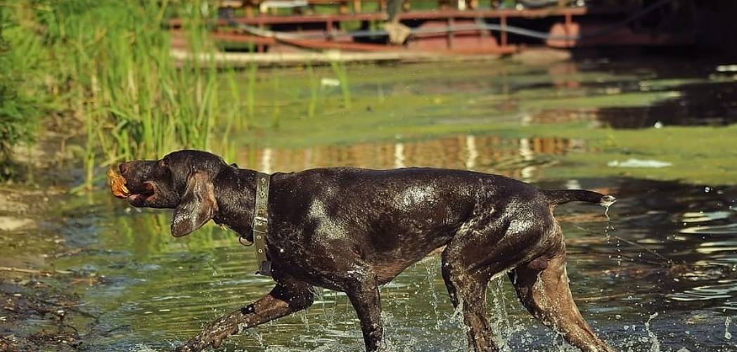 Best Pet friendly log cabins with fishing