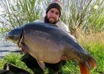 willows lake carp lakes with 50lb fish in